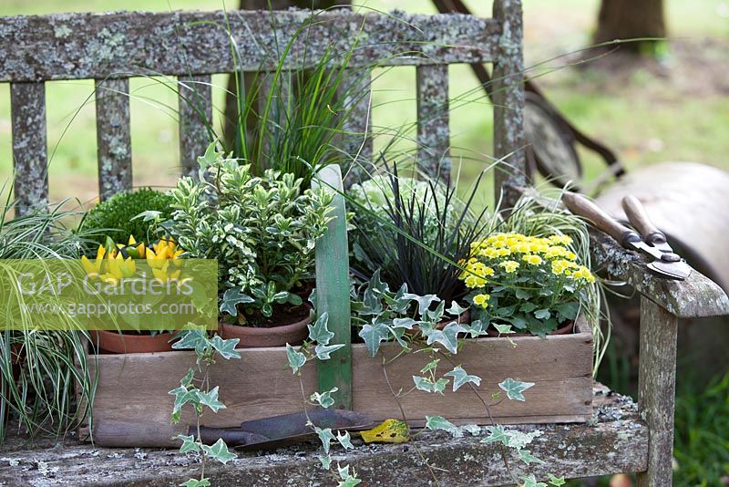 Plantes en pots, regroupées dans un trug pour l'affichage d'automne sur un banc rustique. Les plantes comprennent le chou ornemental, l'hébé, l'Ophiopogon planiscapus nigrescens, le lierre panaché et le poivron.