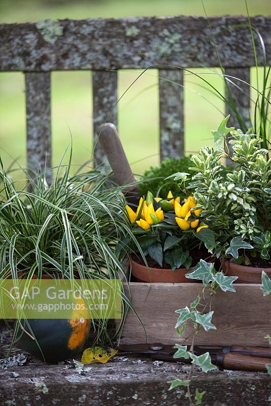 Plantes en pots, regroupées dans un trug pour l'affichage d'automne sur un banc rustique. Les plantes comprennent l'hébré, le poivron, le carex, le lierre panaché et la courge d'automne.