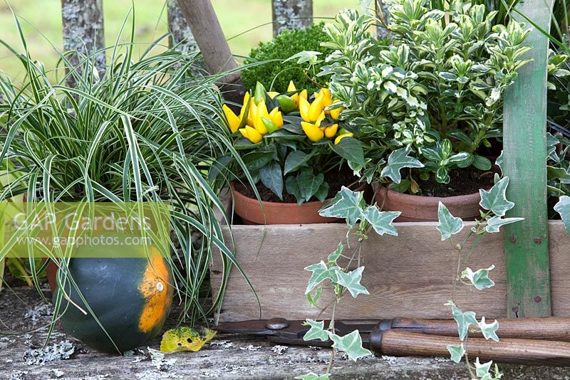 Plantes en pots, regroupées dans un trug pour l'affichage d'automne sur un banc rustique. Les plantes comprennent l'hébré, le poivron, le carex, le lierre panaché et la courge d'automne.