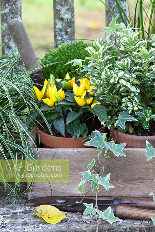 Plantes en pots, regroupées dans un trug pour l'affichage d'automne sur un banc rustique. Les plantes comprennent l'hébré, le poivron, le carex et le lierre panaché.