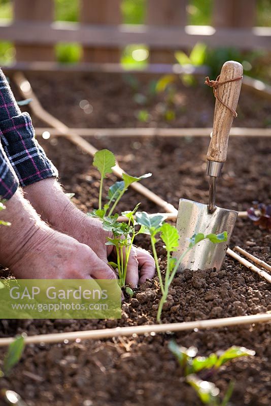 Homme plantant du céleri à côté du brocoli.