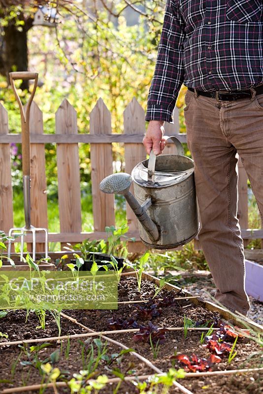 Homme avec un arrosoir. Parterres surélevés avec des plants de légumes récemment plantés dans le jardin de printemps.