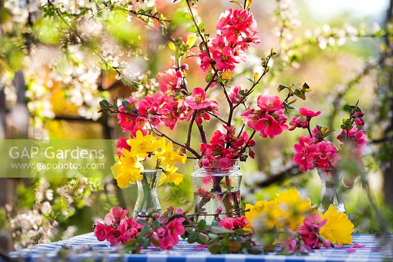 Arrangement floral de jonquilles et de coing japonais.