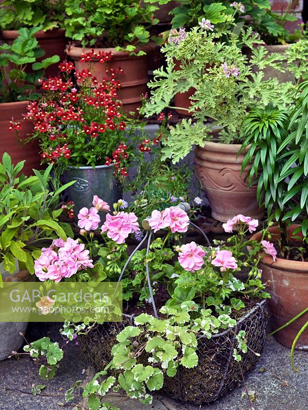 Un petit jardin en pot avec une corbeille en fil de fer planté de pélargoniums roses.