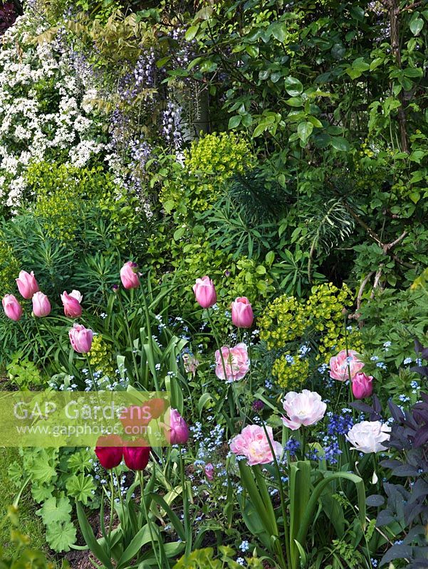 Combinaison de plantation printanière de tulipa rose clair 'Menton', de tulipe rose foncé 'Burgundy Lace' et de tulipe double rose 'Angelique', avec alchémille, myosotis et euphorbe.