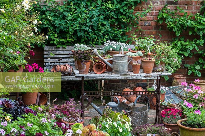 Un pot potager et une collection de Victoriana dans le coin du jardin clos. Les plantes en pots comprennent l'alto, le pélargonium, le dianthus, le thymus et le sedum succulent.