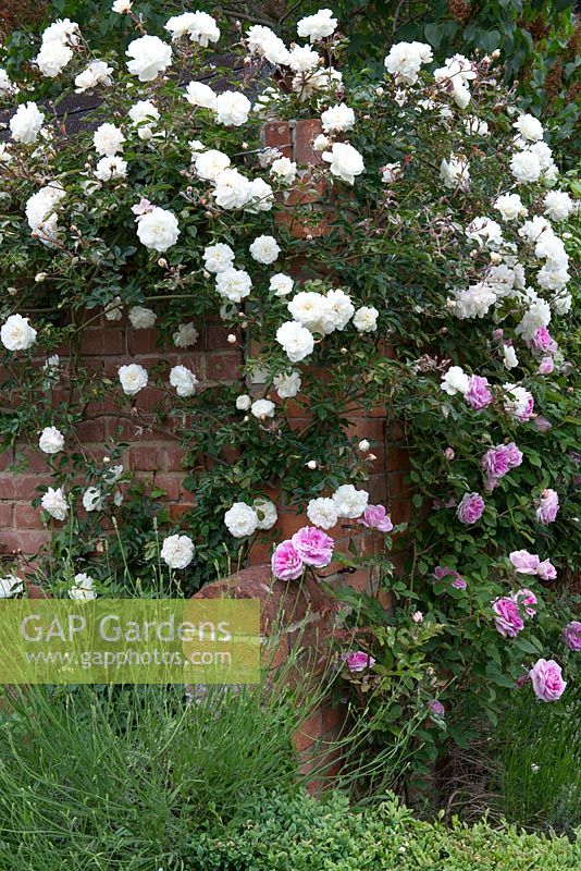 Une rose grimpante blanche sans nom recouvre un mur de briques. Il a été pris comme coupe du chalet de Thomas Hardy, il lui avait été donné par DH Lawrence. Entrecoupé de Rosa 'Albertine '.