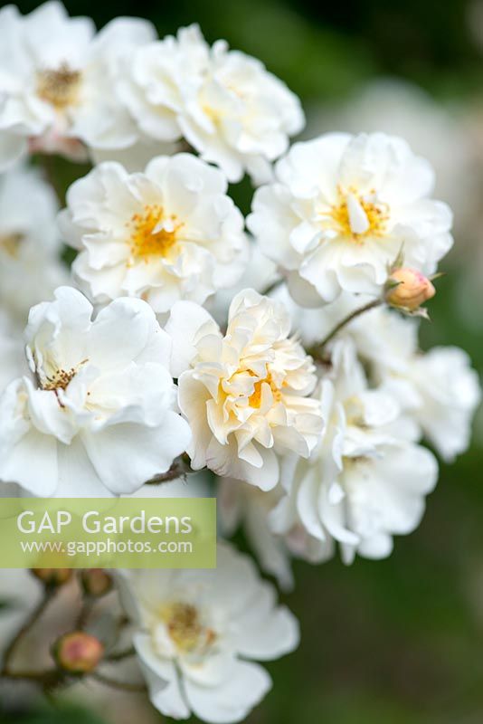 Rosa 'Gold Finch', une rose errante qui est presque exempte d'épines.