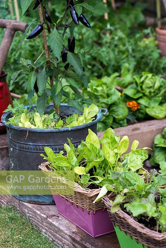 Pots dans un potager planté de feuilles de salade coupées et revenues et de piments Royal Black.