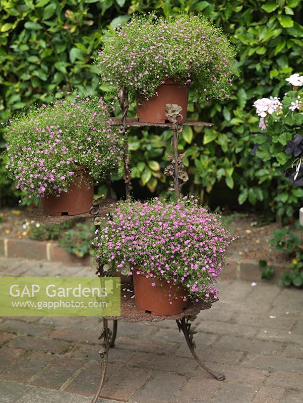 Porte-pot triple avec des pots de gypsophile à fleurs roses.