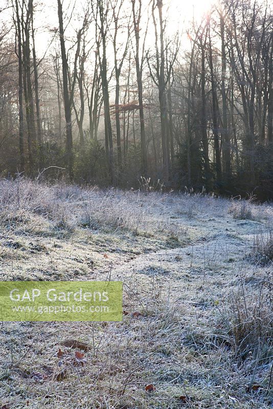 Seedheads dans la prairie de craie à Strawberry Banks Nature Reserve, Gloucestershire un matin d'hiver glacial. Trois bosquets de bois au-delà