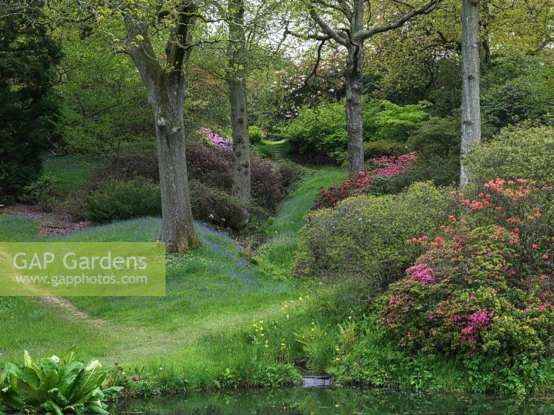 Tapis de jacinthes anglaises dans une clairière, au fond de ce jardin boisé centenaire. Au printemps, il est connu pour ses rhododendrons, jacinthes et acers. Hauts hêtres