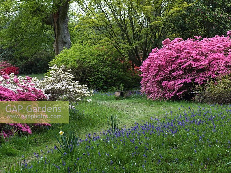 Planté il y a un siècle par le colonel Loder, un jardin boisé réputé pour ses rhododendrons, acers et jacinthes anglaises. Hauts hêtres