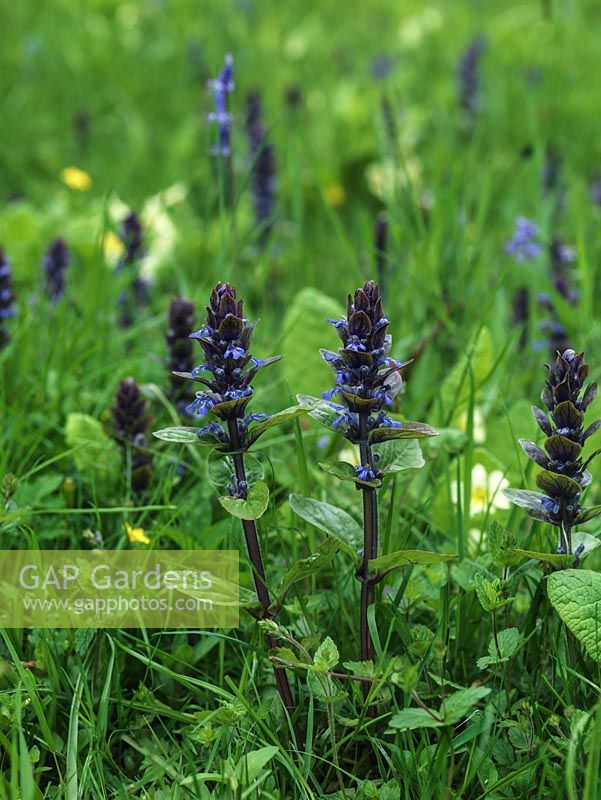 Ajuga reptans, bugle, une fleur sauvage vivace qui envoie des pointes de minuscules fleurs bleues