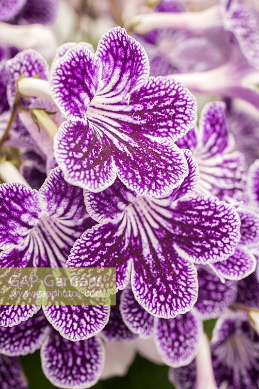Streptocarpus 'Polka-Dot Purple '. Gagnant de la 2e place Plante de l'année 2015