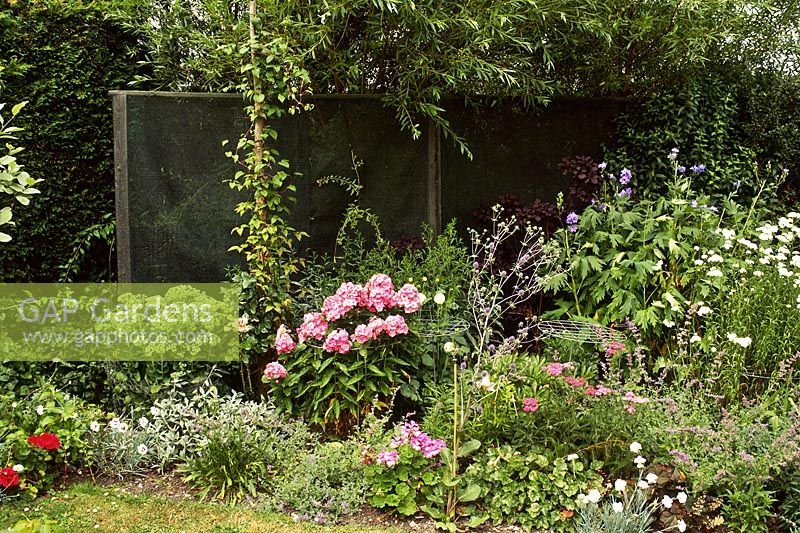 Filet brise-vent, utilisé à l'arrière du parterre de fleurs dans un jardin balayé par le vent, North Norfolk, juillet