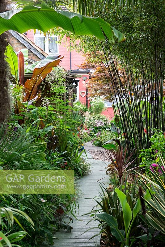 Un jardin de ville avec des parterres tropicaux de plantes à feuillage et de plantes vivaces, dont Musa, Fargesia et Cordyline.