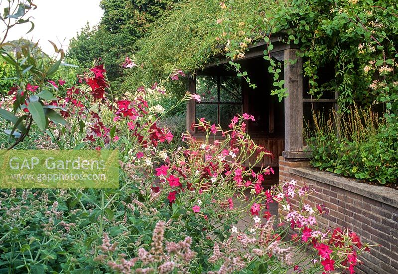 Nicotiana poussant dans le jardin parfumé du Cambridge Botanic Garden, mentha et lonicera