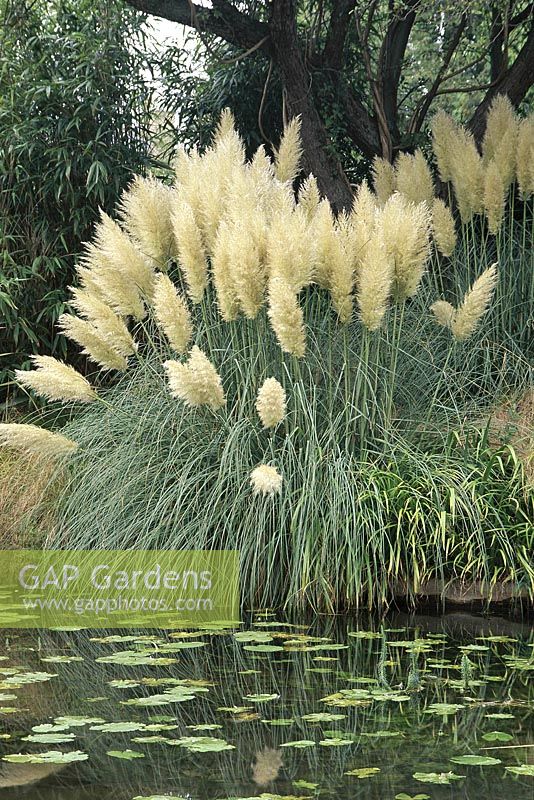 Cortaderia Selloana 'Pumila' - herbe de pampa poussant à côté de l'étang, septembre, Cambridge Botanic garden