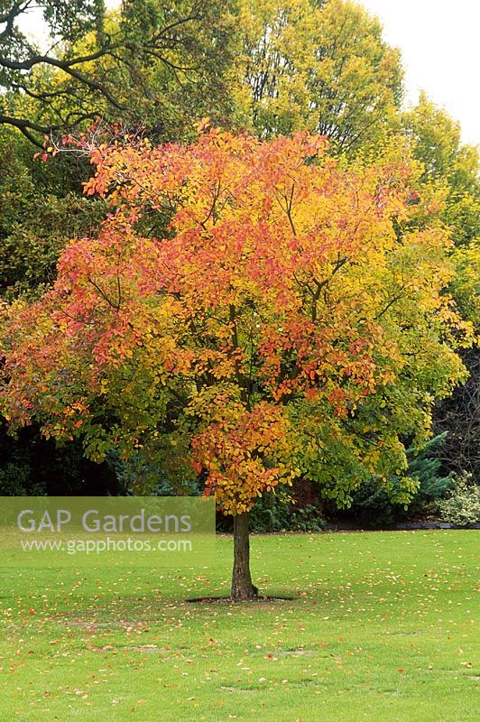 Cotinus obovatus aux couleurs d'automne en novembre