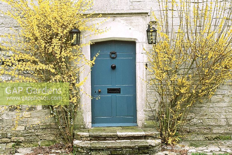 Maison de campagne - floraison forsythia de chaque côté de la porte d'entrée bleue