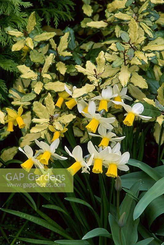 Narcisse 'Jack Snipe', cyclamineus groupe 6 fleurissant à côté d'Eleagnus