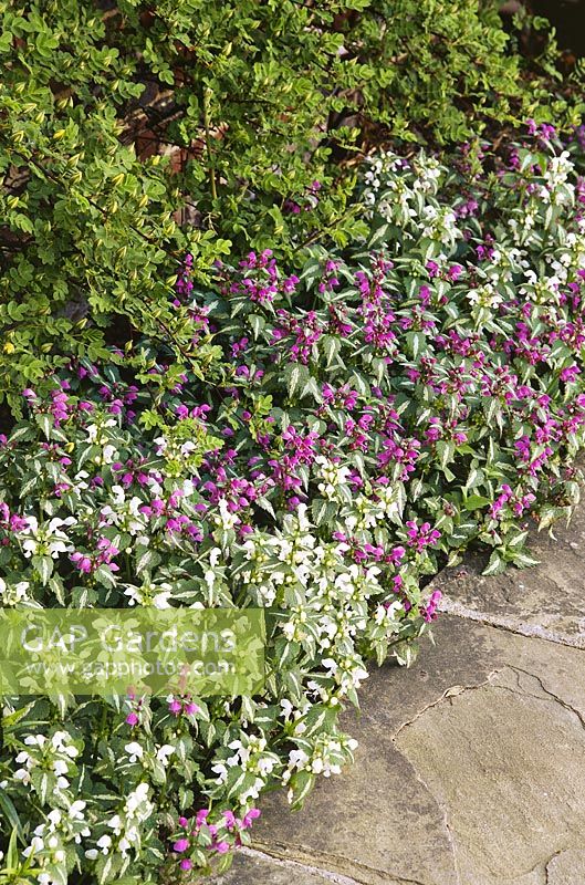 Lamium maculatum et Lamium maculatum album, floraison en avril, Madingley Hall, Cambs