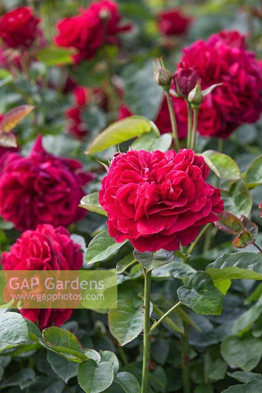Rosa 'LD Braithwaite' - David Austins Rose Garden, Wolverhampton, Royaume-Uni