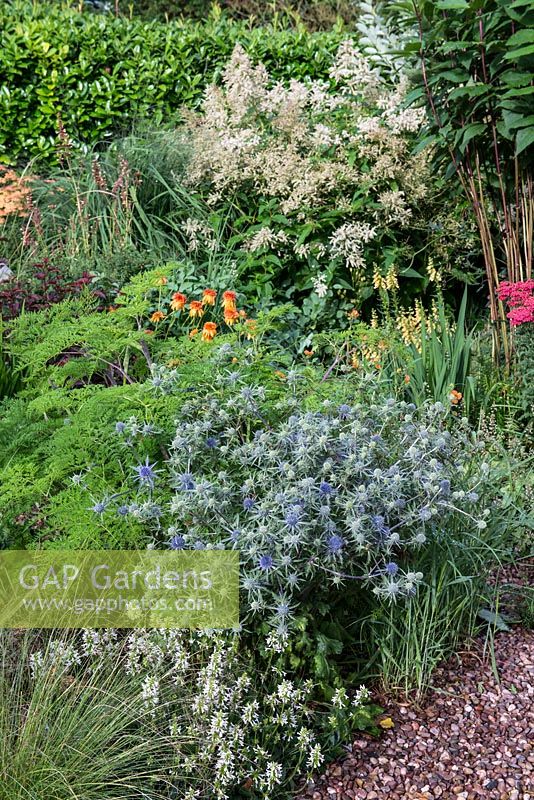 Un jardin de gravier avec des graminées et des plantes vivaces, y compris des dons d'Eryngium