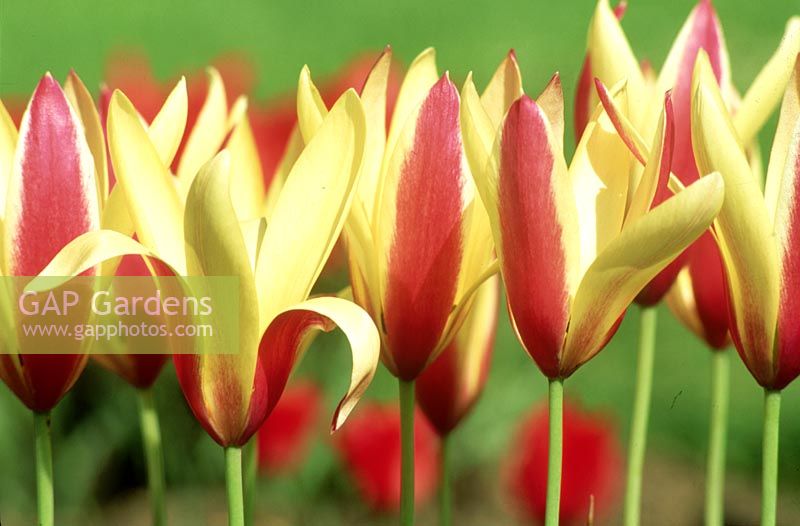 Tulipa clusiana - groupe de tulipes diverses, avril