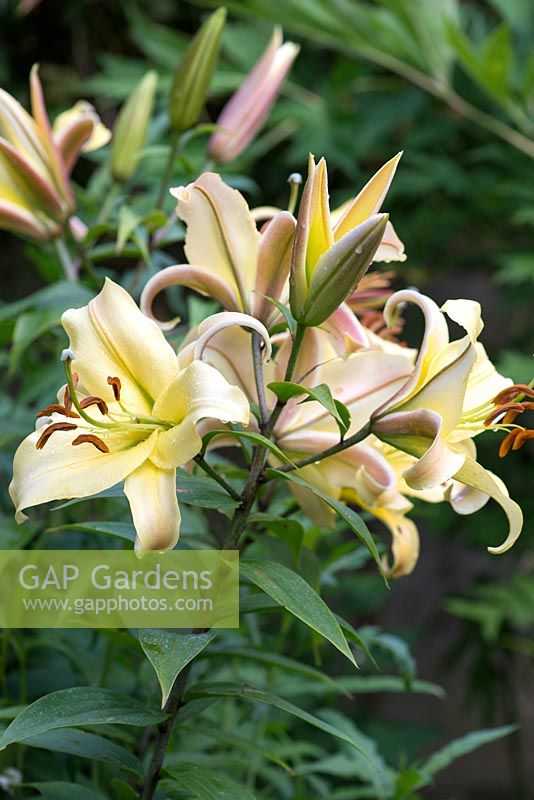 Lilium 'Golden Splendor' Group, un lis qui produit de grandes fleurs en forme de trompette fortement parfumées.