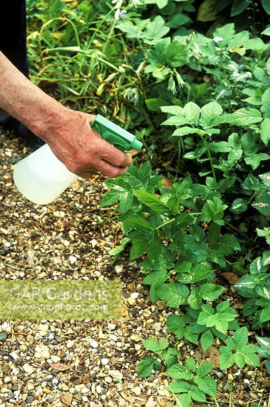 Traitement localisé de l'aîné moulu dans un jardin de gravier avec un herbicide