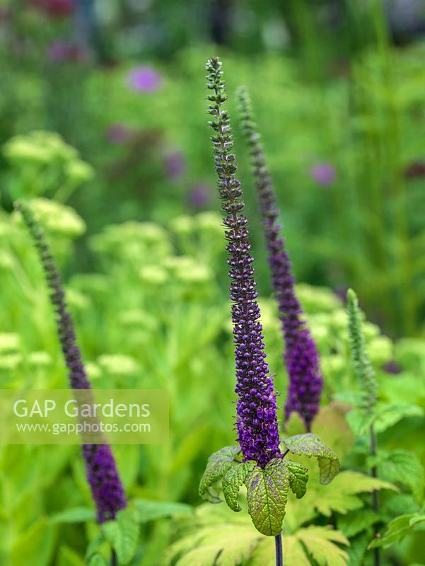 Teucrium hircanicum 'Purple Tails', de longues pointes de fleurs violettes sont produites tout au long de l'été.