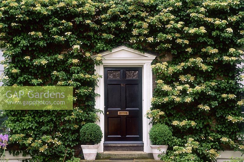 Hydrangea anomala subsp. Petiolaris, fleur crème, couvrant la façade de la maison autour de la porte noire, juin