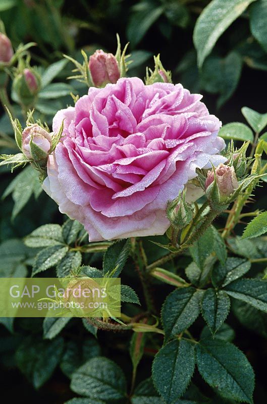 Rosa 'Konigin von Danemark' - rose alba, fleur rose, juin