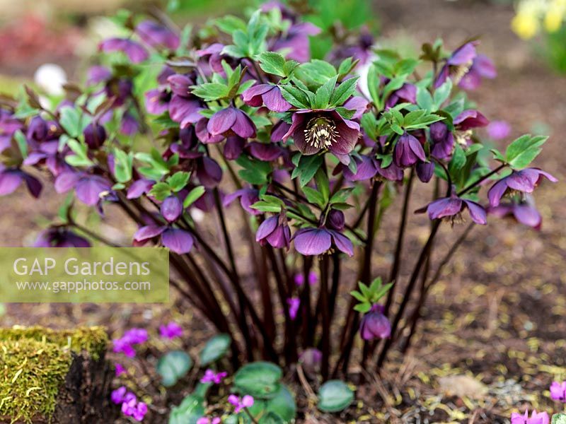 Helleborus Ashwood Garden hybride Planté dans un parterre de fleurs bien paillé. Un rose céleste vigoureux, un hellébore unique avec de longues étamines crème, une vivace à floraison hivernale.