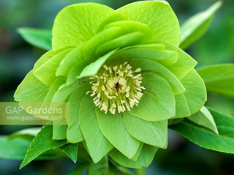 Helleborus x hybridus Ashwoods Garden Hybrids, hellébore, grande, double forme verte avec des taches marron. Une floraison pérenne de l'hiver.