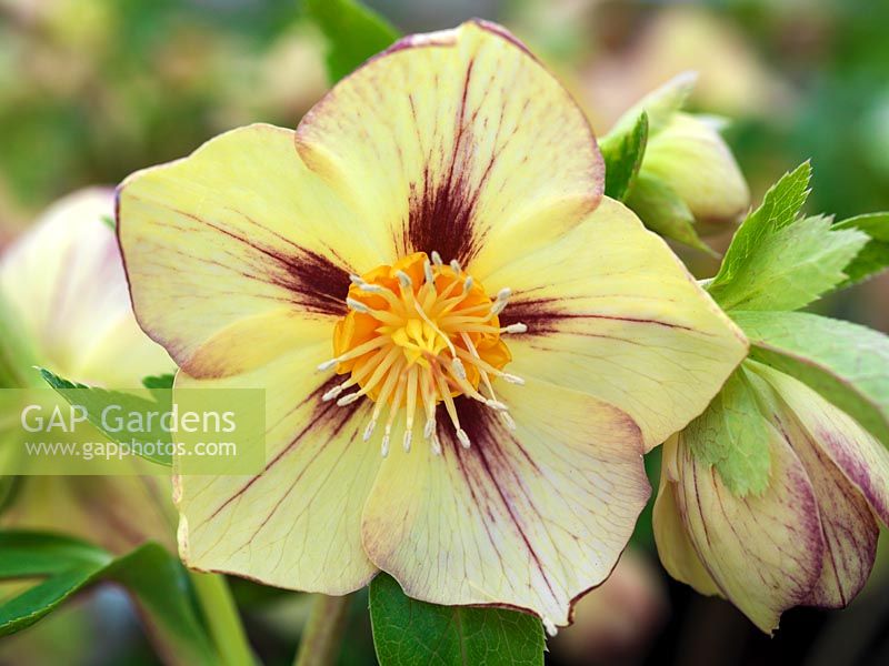 Helleborus x hybridus Ashwoods Garden Hybrides, hellébore, néon à fleurs simples jaune pâle et stries marron, nectaires dorés. Une floraison pérenne de l'hiver.