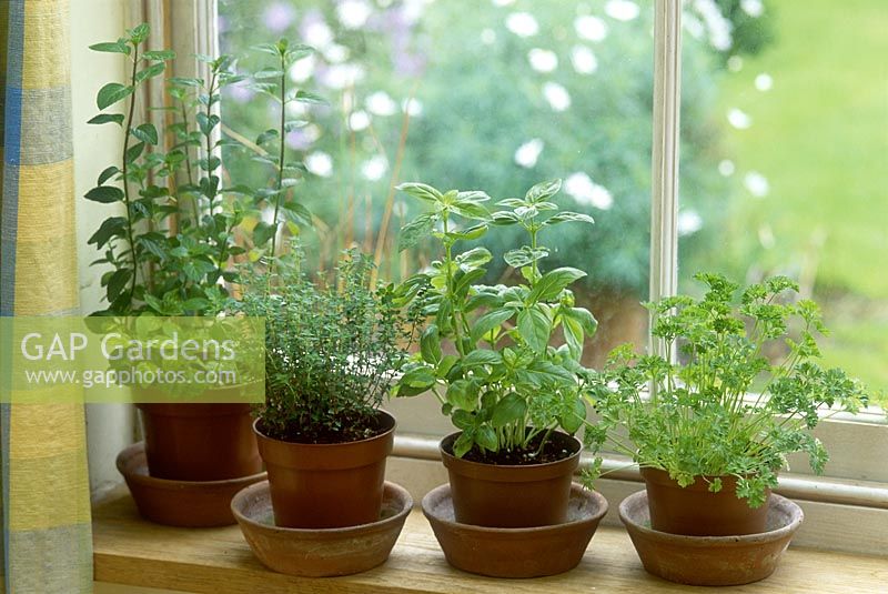 Les herbes poussent à l'intérieur dans des pots sur un rebord de fenêtre. comprend la menthe, le thym et le basilic.