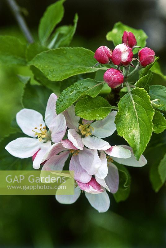 Malus - Fleur de pomme 'Cox's Orange Pippin' avec bouton floral, mai