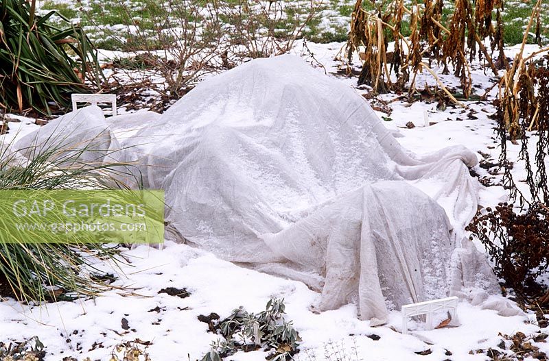 Protection en hiver, toison horticole recouvrant le parterre de vivaces pendant la neige, janvier