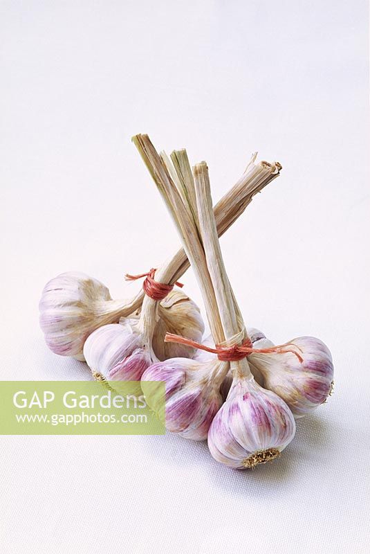 Allium sativum - ail. Deux bouquets attachés avec du raphia sur fond blanc