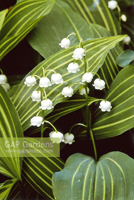 Convallaria majalis 'Albostriata' - Muguet. Fleurs blanches et feuillage rayé