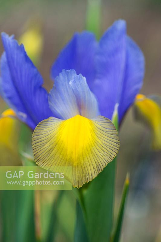 Iris 'beauté gitane' - iris hollandais - mai - Surrey