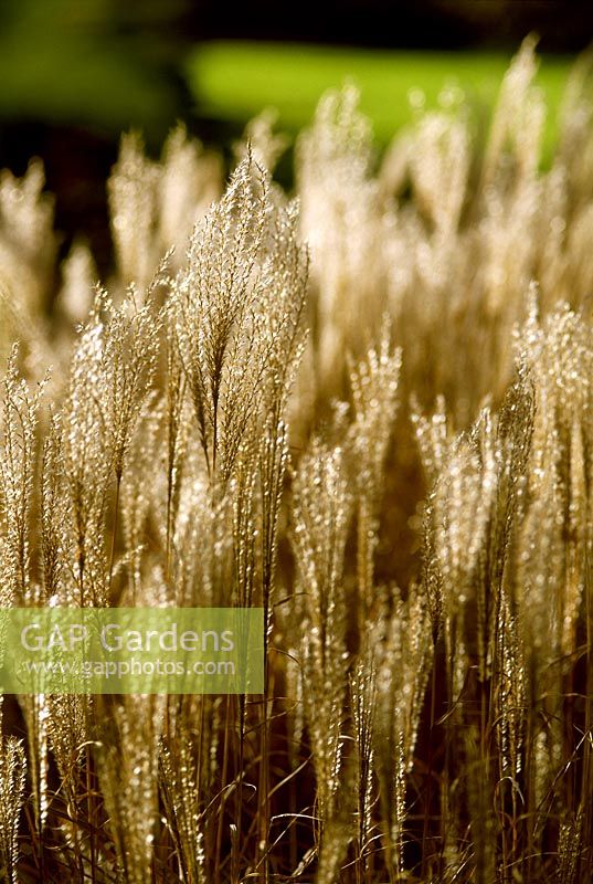 Miscanthus sinensis 'Kleine Silberspinne' - Herbe ornementale. Fin, haut, plumeux, seedheads