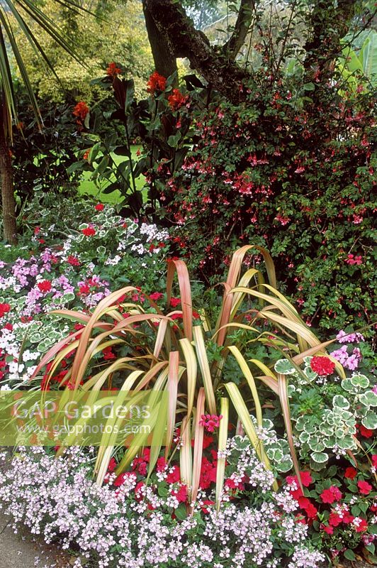 Parterre de fleurs mixte, la plantation comprend du phormium, de la némésie, des pélargoniums et des impatiens. Cotswold Wildlife Park, octobre