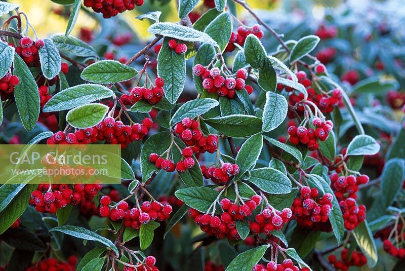 Cotoneaster x cornubia, fruits rouges givrés et feuillage, novembre