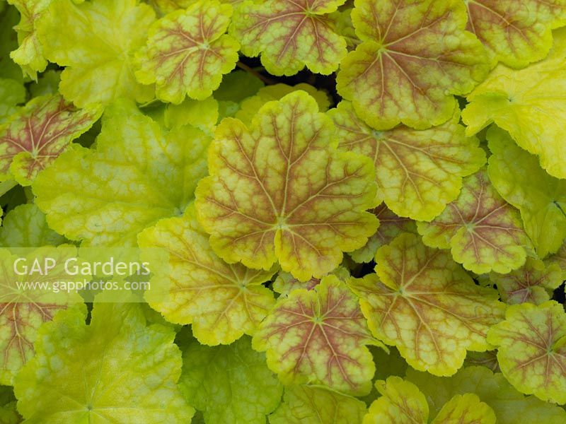 Heuchera Tiramisu, une plante vivace à feuillage persistant avec un nouveau feuillage rosâtre, mûrissant à des feuilles jaune verdâtre doré marquées en rouge