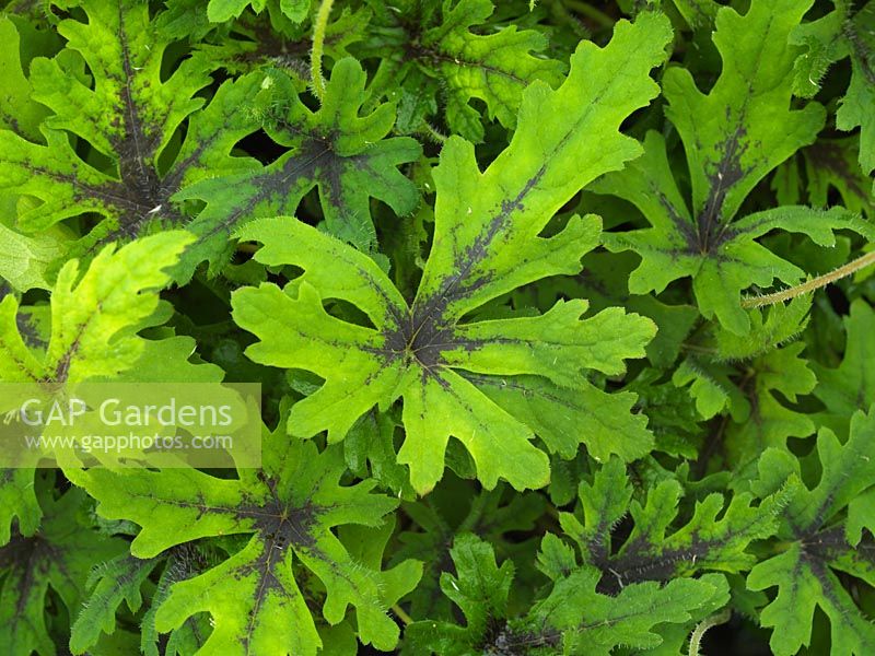 Tiarella Tombouctou, une plante vivace aux feuilles vert clair finement disséquées avec des marques brunes sur les nervures.