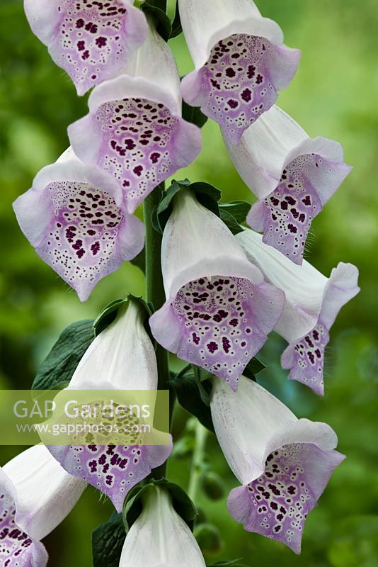 Digitalis purpurea 'Foxy' - digitale commune